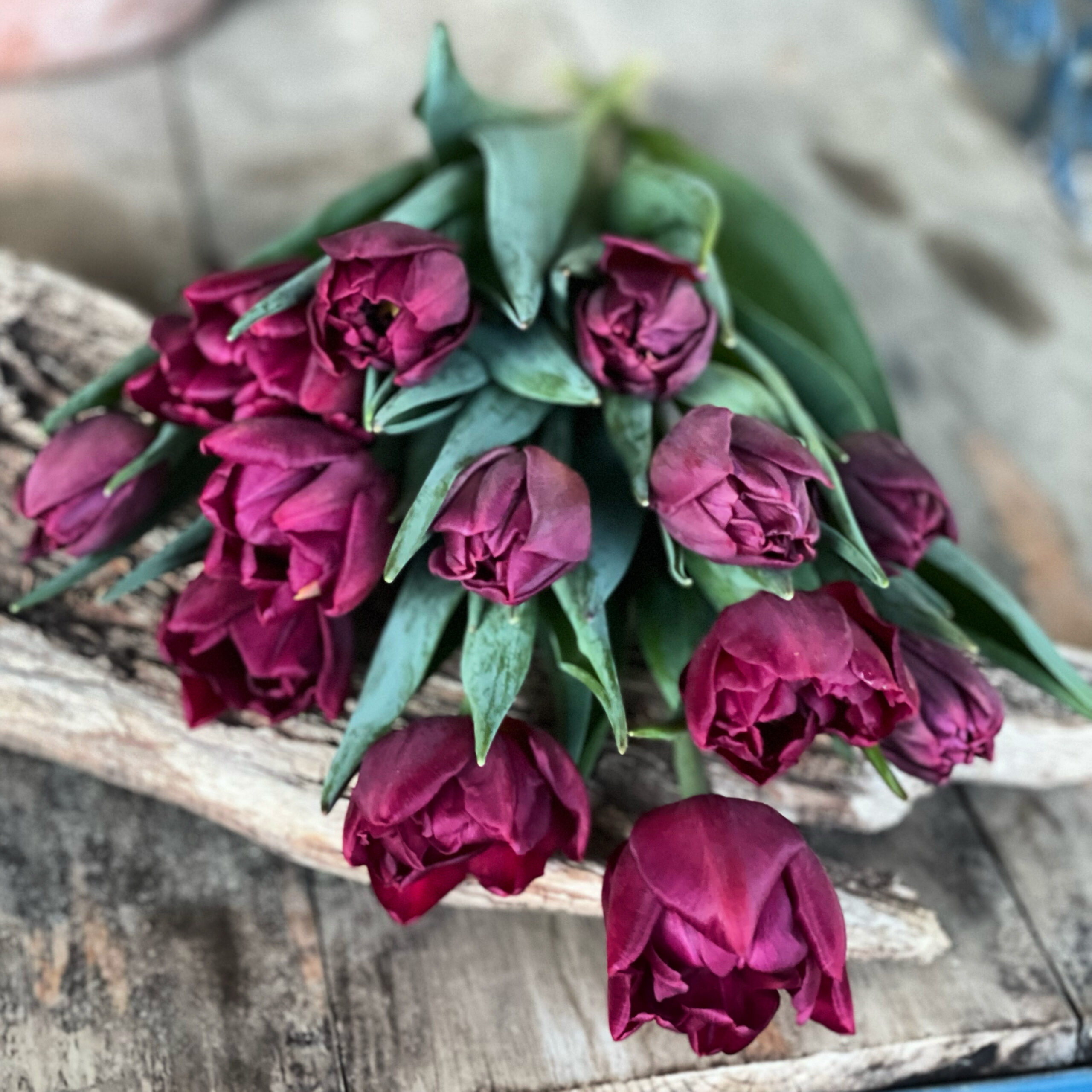 Purple tulip bouquet from Green Earth Growers.