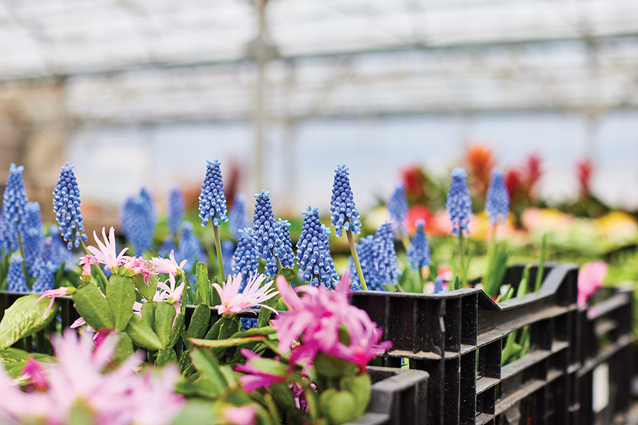 Add Life to Your Yard