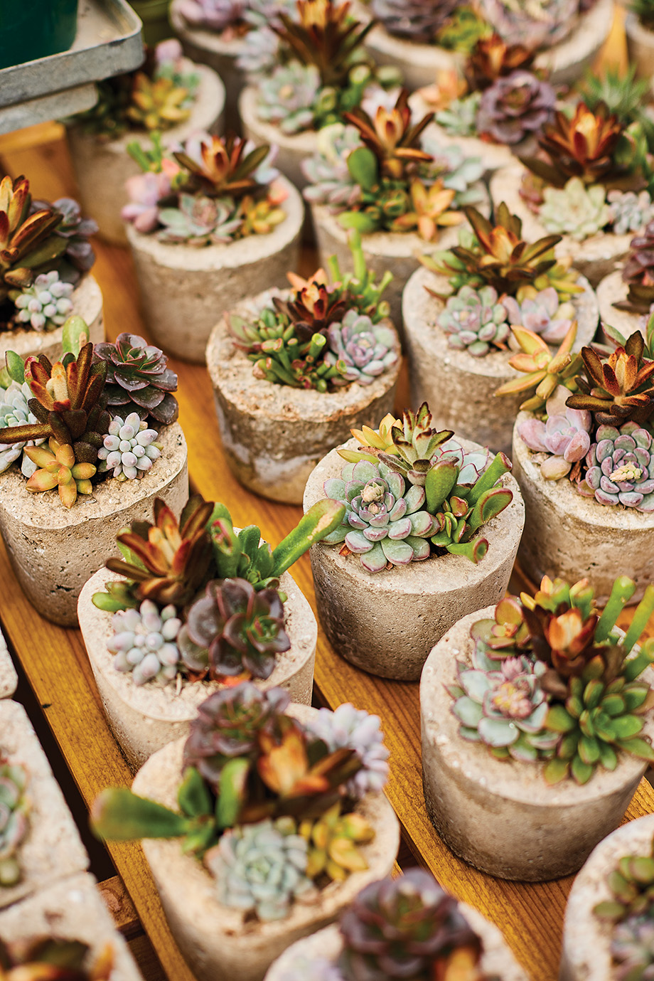 Potted Succulent Plants