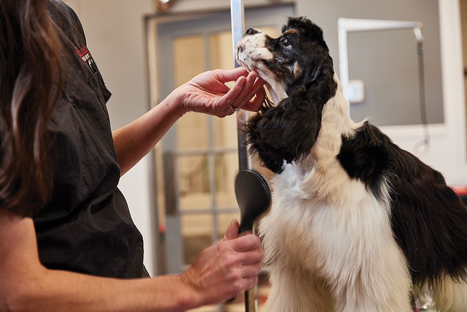 Meet the Dog Groomer Who Is a Cut Above