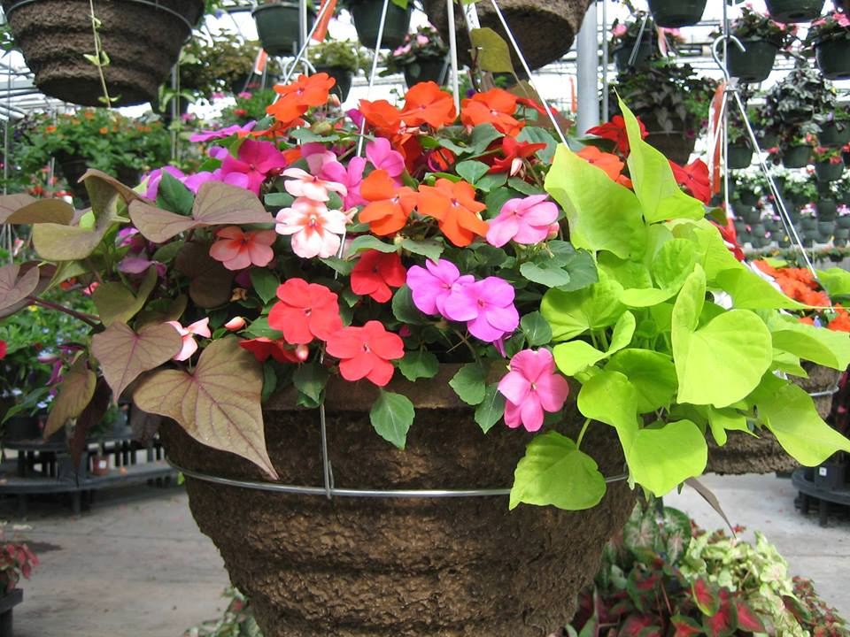Moss Basket Days 2023