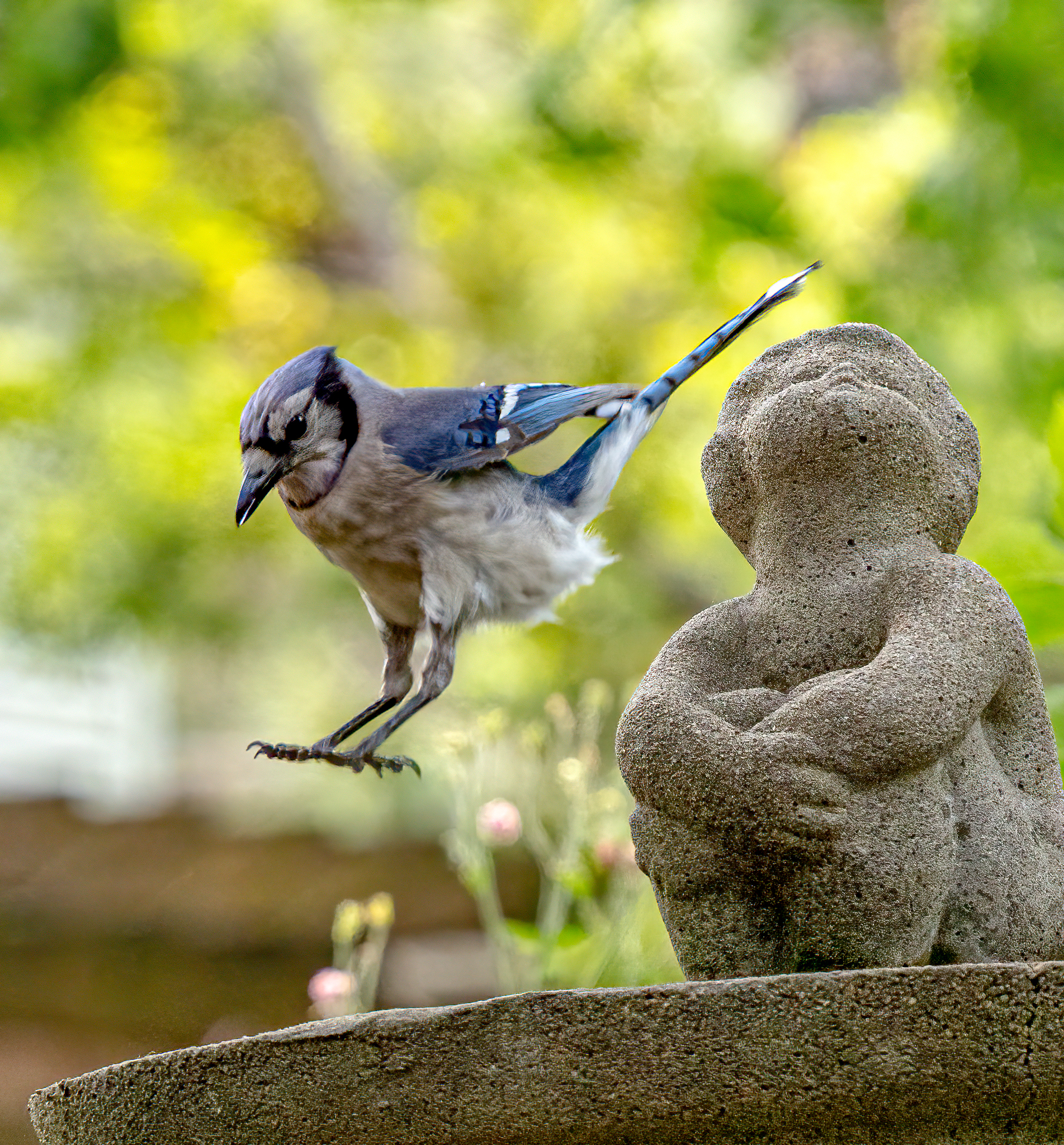 Cannonball! by Rusty Fifield