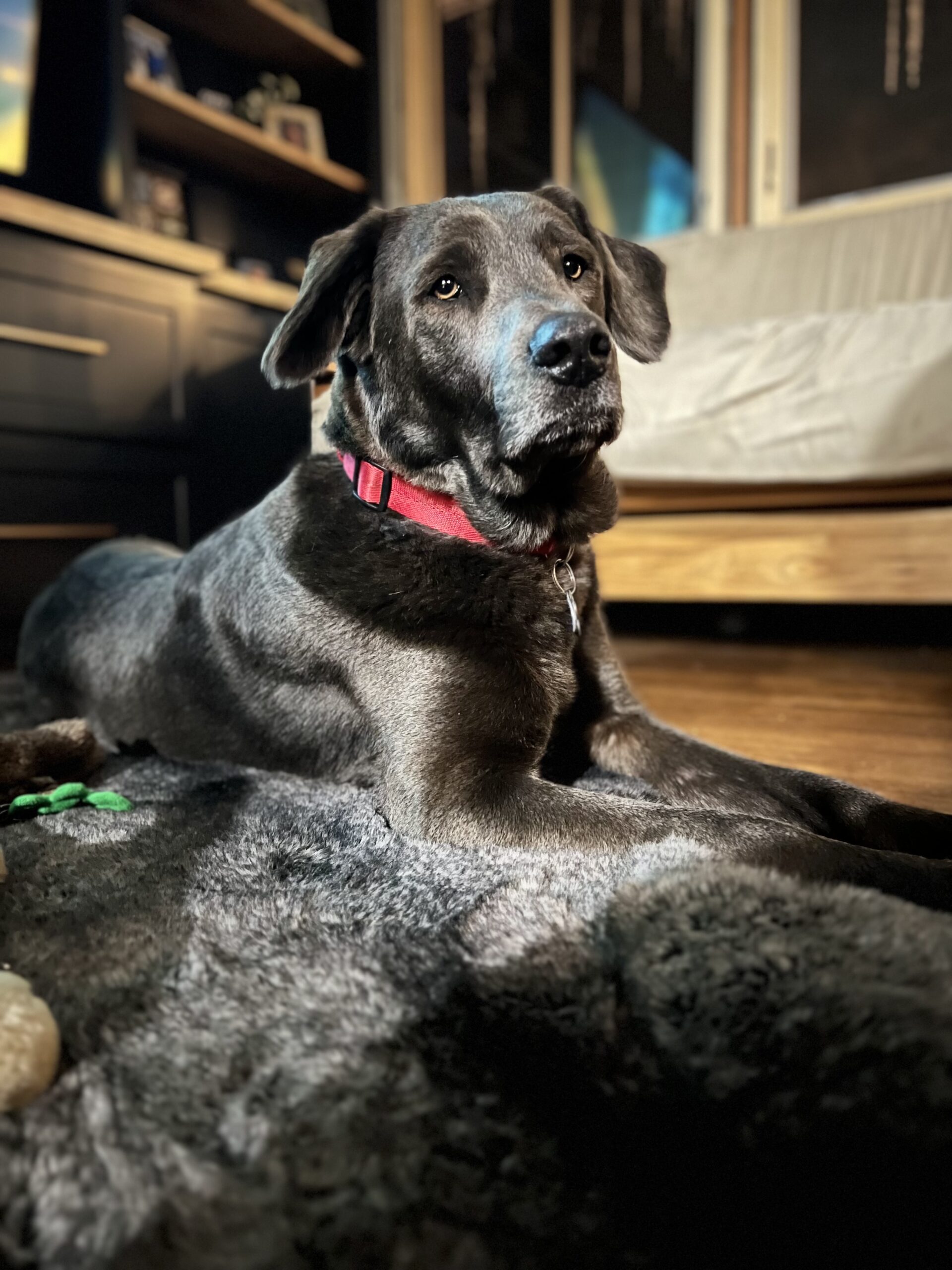 Duke Silver by Mary Mittelstaedt
