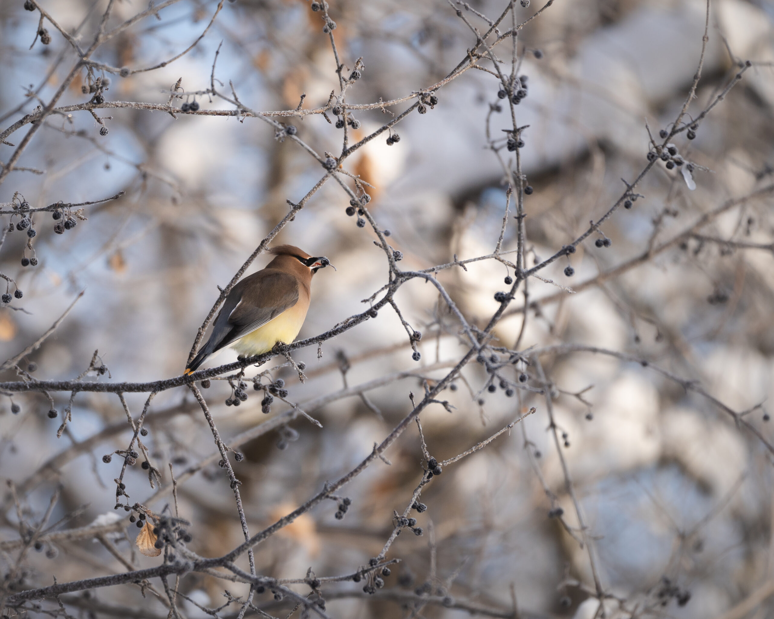 Bird and Berries by Kirsten Otting
