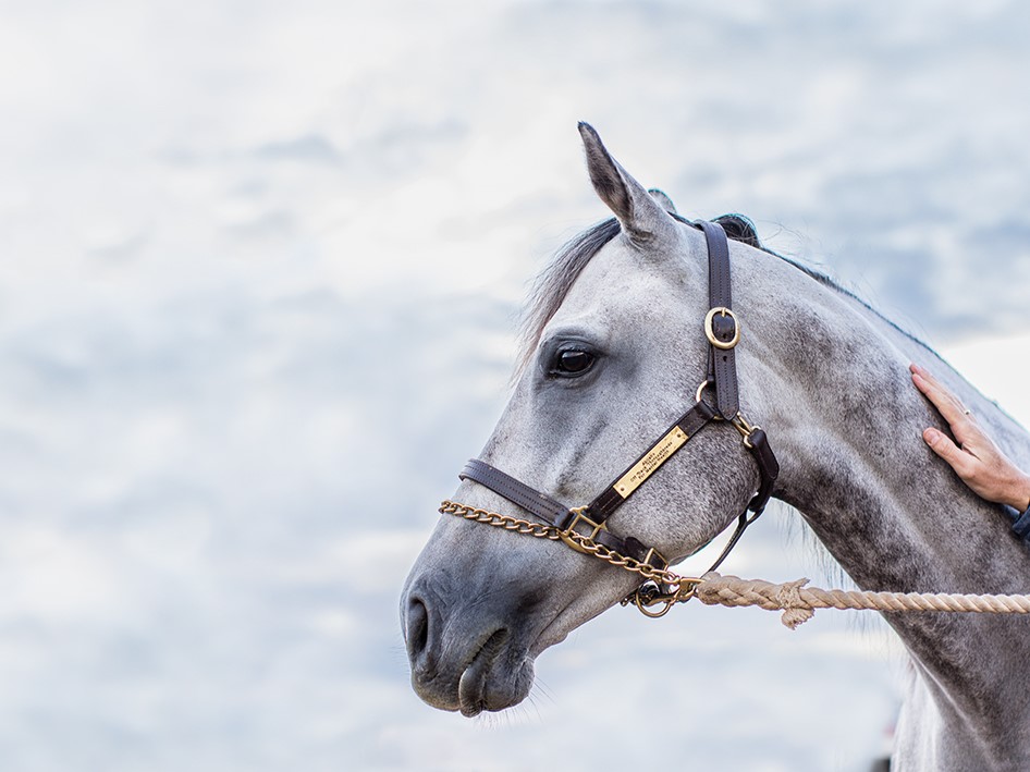 Gray Horse Head