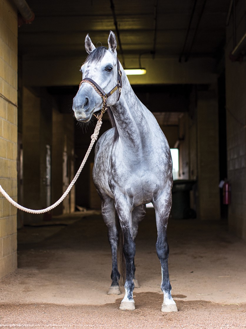 Horse in a Stable