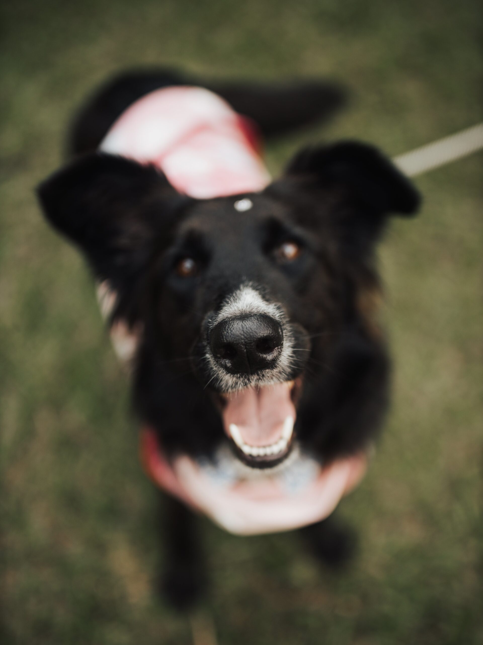 Happy Dog at Indoor Dog Park