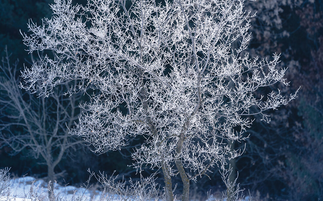 Winter Beauty