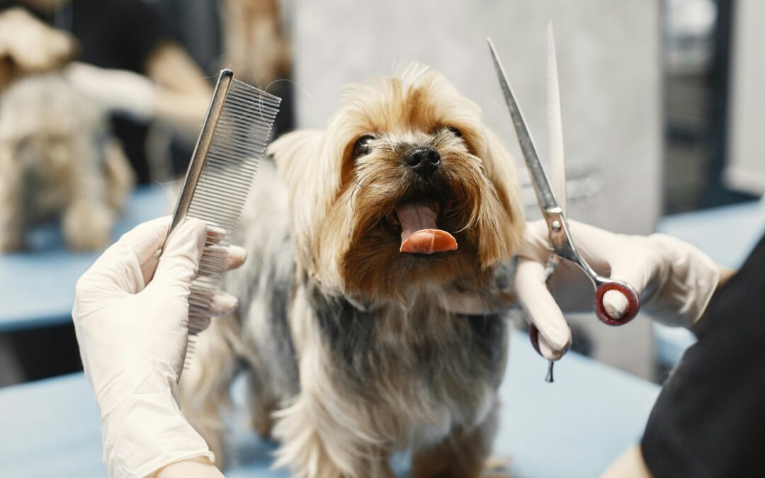 A Healthy Routine for Dogs