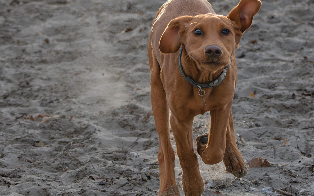 Toby Runs