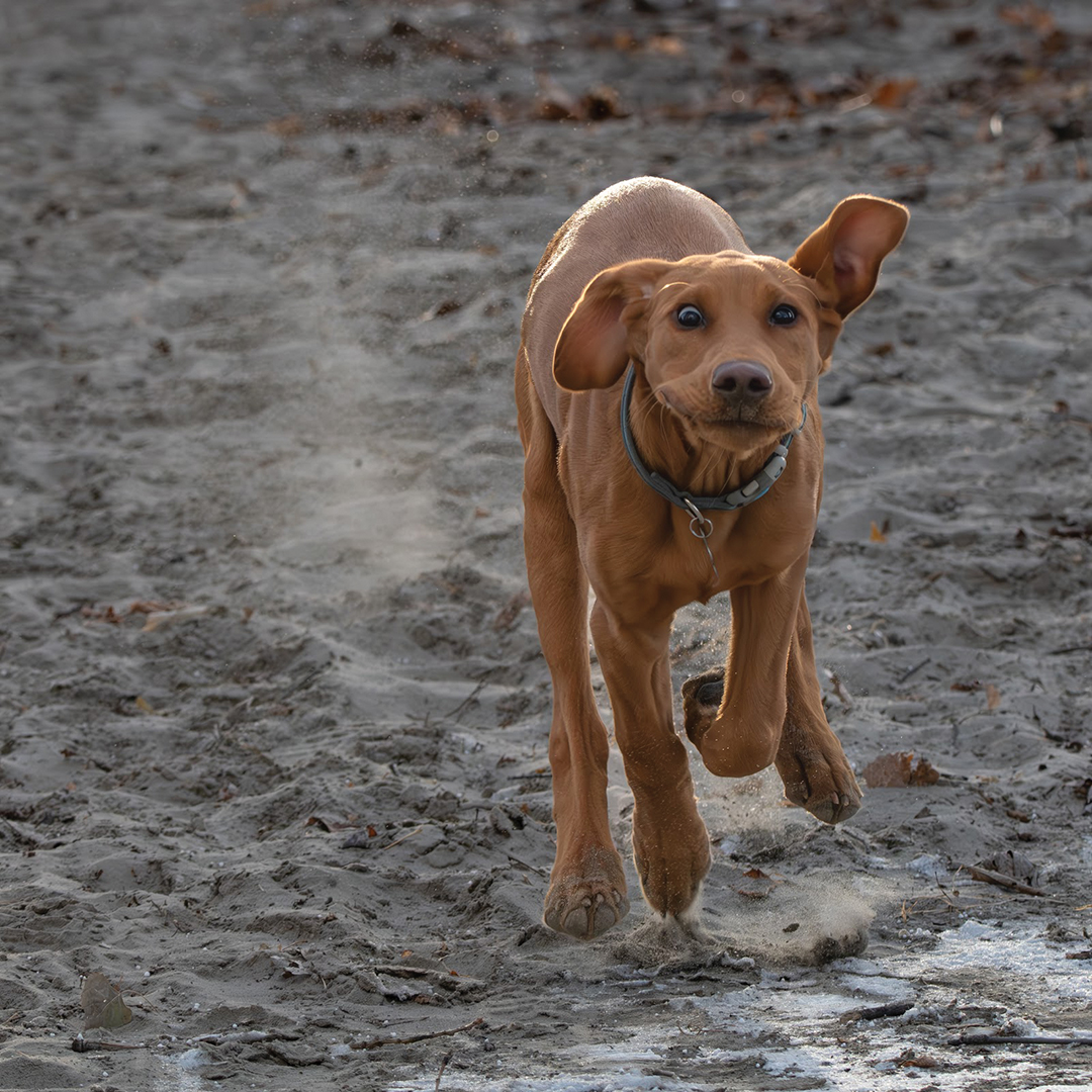 Toby Runs