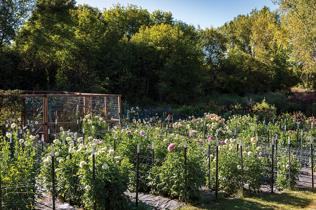 Jody Martin’s dahlia garden, which includes more than 1,200 plants, are arranged by variety.