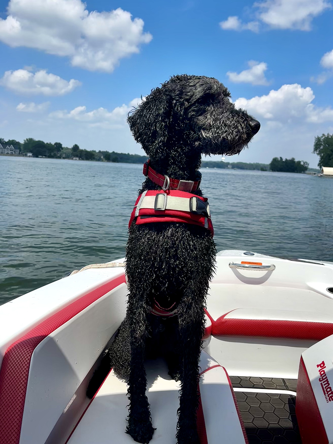 Boat Dog