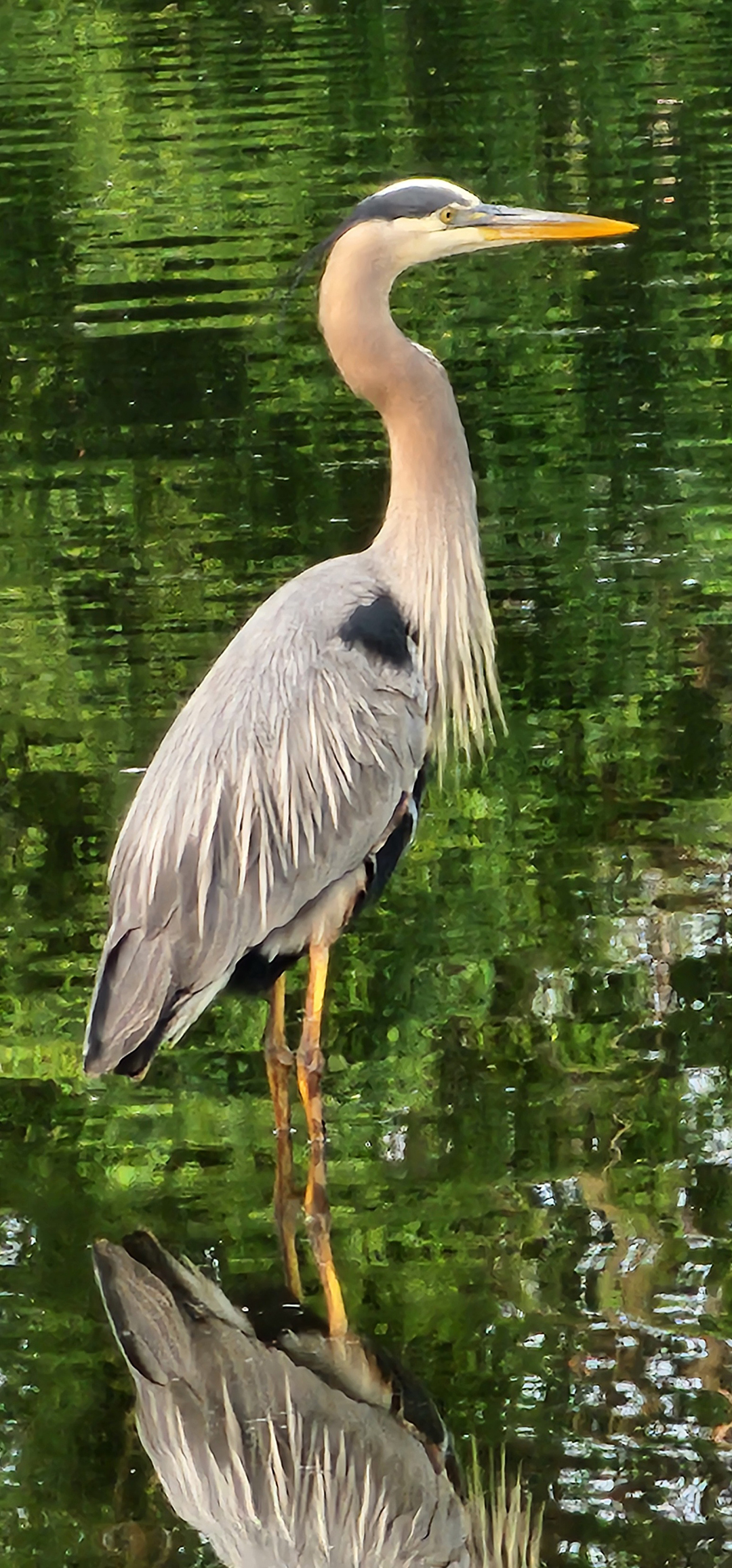 Great Blue Heron