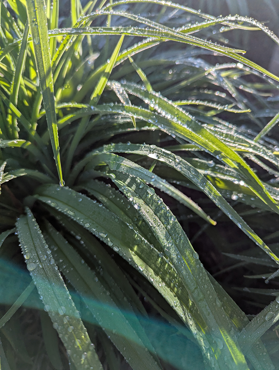 Morning After the Rain