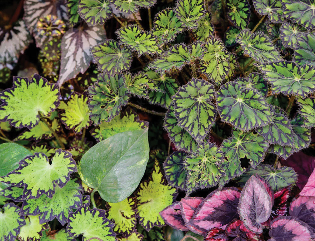 Rex begonias